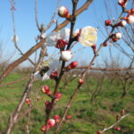 Sul Informação - Algarve vai ter novas coleções de fruteiras tradicionais e toda a ajuda é preciosa