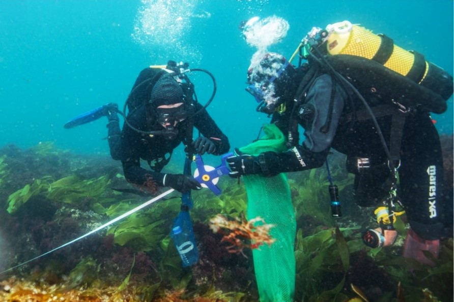 Sul Informação - Sagres e Vila do Bispo acolhem festival dedicado às Florestas Marinhas