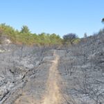 Sul Informação - Incendiário de Benagil continua a ser procurado pelas autoridades