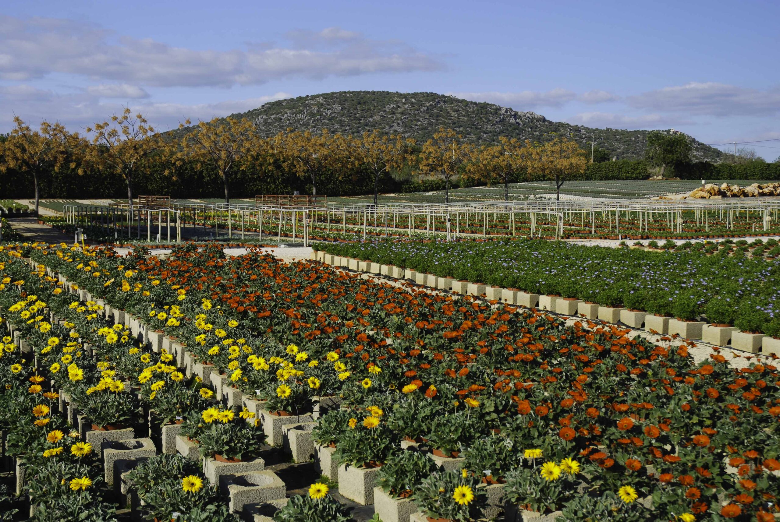 Sul Informação - Viveiros de plantas do Algarve estão em «situação crítica» e pedem apoio do Governo