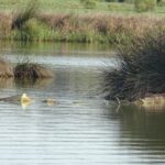 Sul Informação - GNR apreende 19 armadilhas de pesca ilegal na Lagoa dos Salgados