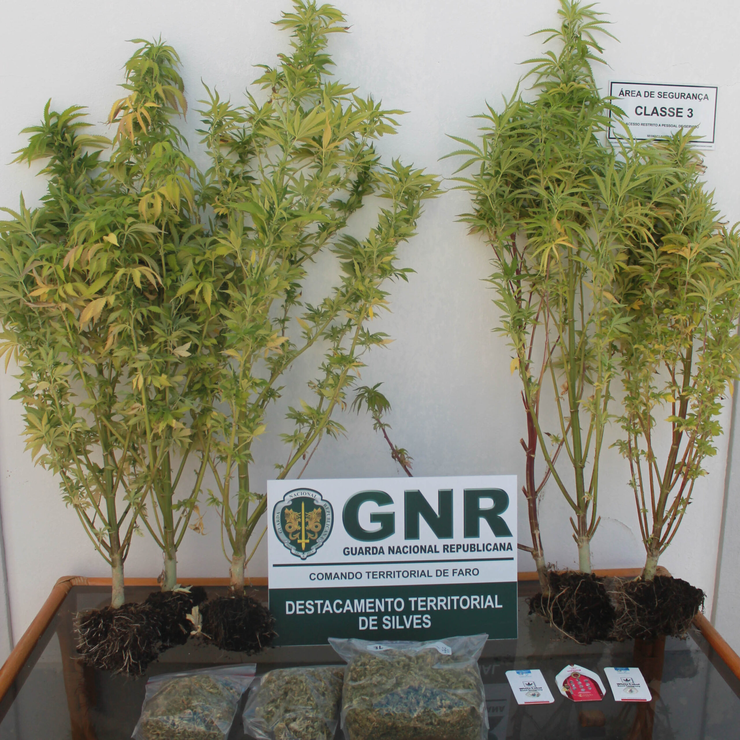 Sul Informação - GNR detém mulher por tráfico de droga em Silves