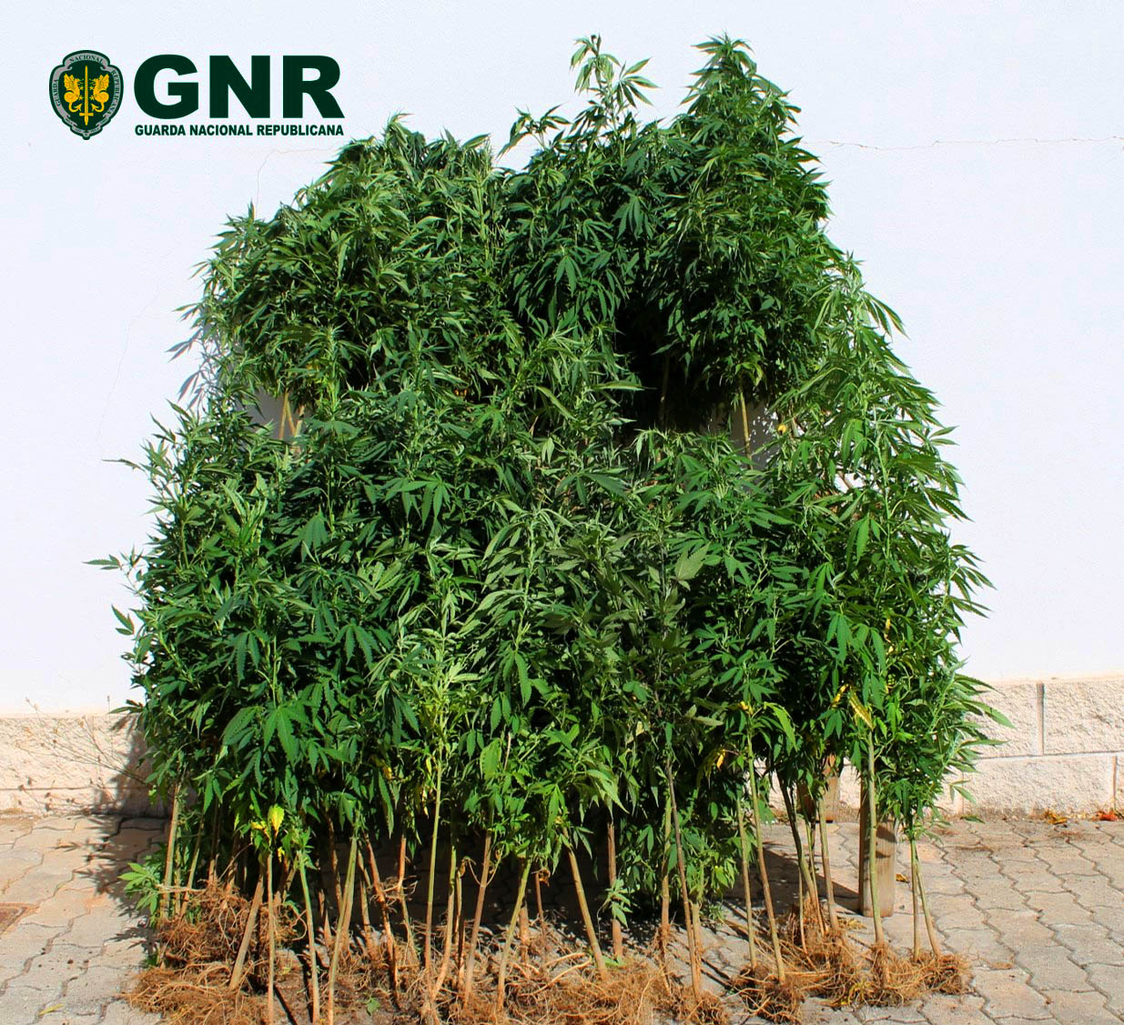 Sul Informação - GNR apanha mulher por cultivar canábis junto à ribeira da Foupana