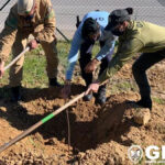 Sul Informação - GNR planta 10 pinheiros-mansos oferecidos pelo ICNF nos seus quartéis algarvios