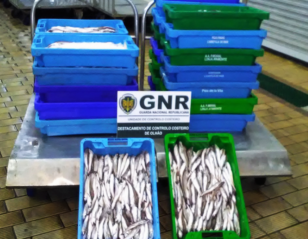 Sul Informação - GNR doa 216 quilos de pescada a instituição de solidariedade social