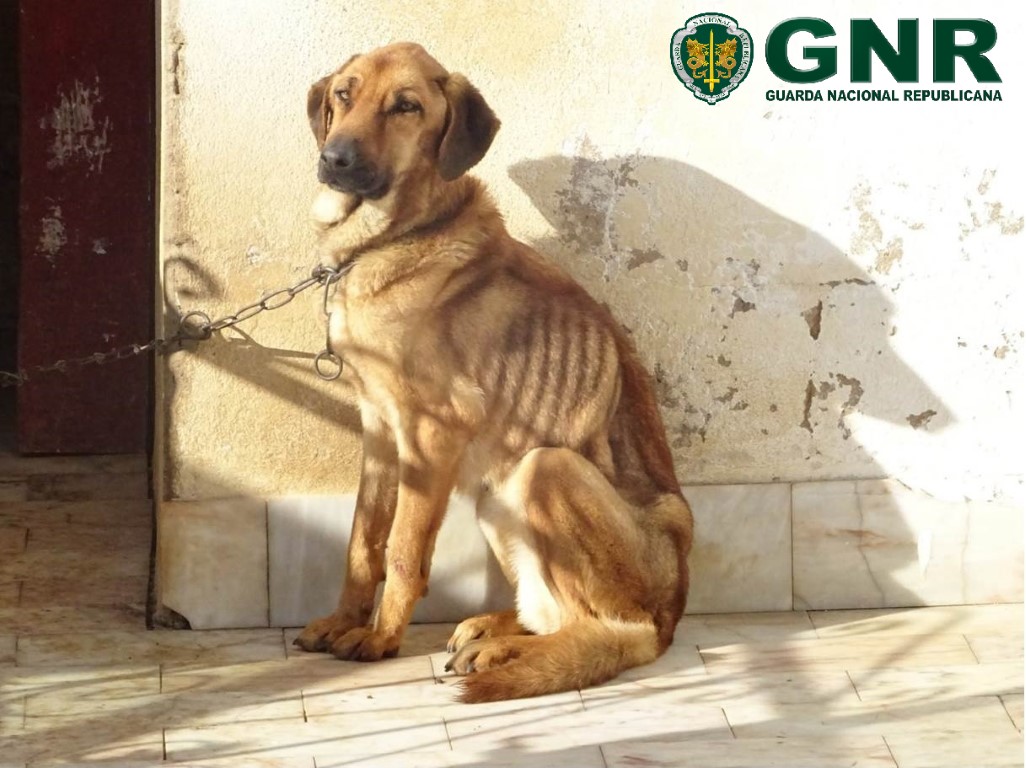 Sul Informação - Lagos: GNR retira quatro cães a dona suspeita de os maltratar