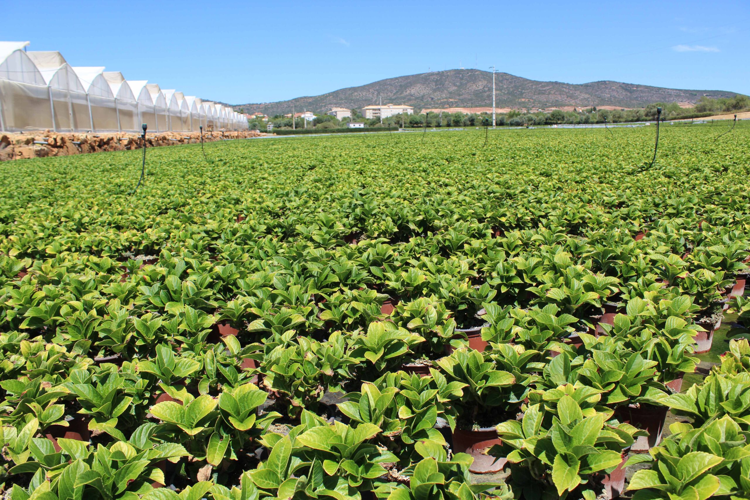 Sul Informação - Empresa do grupo Schroll-Flowers produz 36 hectares de hortênsias em Olhão
