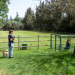 Sul Informação - Hotéis de cinco estrelas no Algarve há muitos, mas este é só para cães