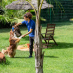 Sul Informação - Hotéis de cinco estrelas no Algarve há muitos, mas este é só para cães