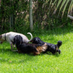 Sul Informação - Hotéis de cinco estrelas no Algarve há muitos, mas este é só para cães
