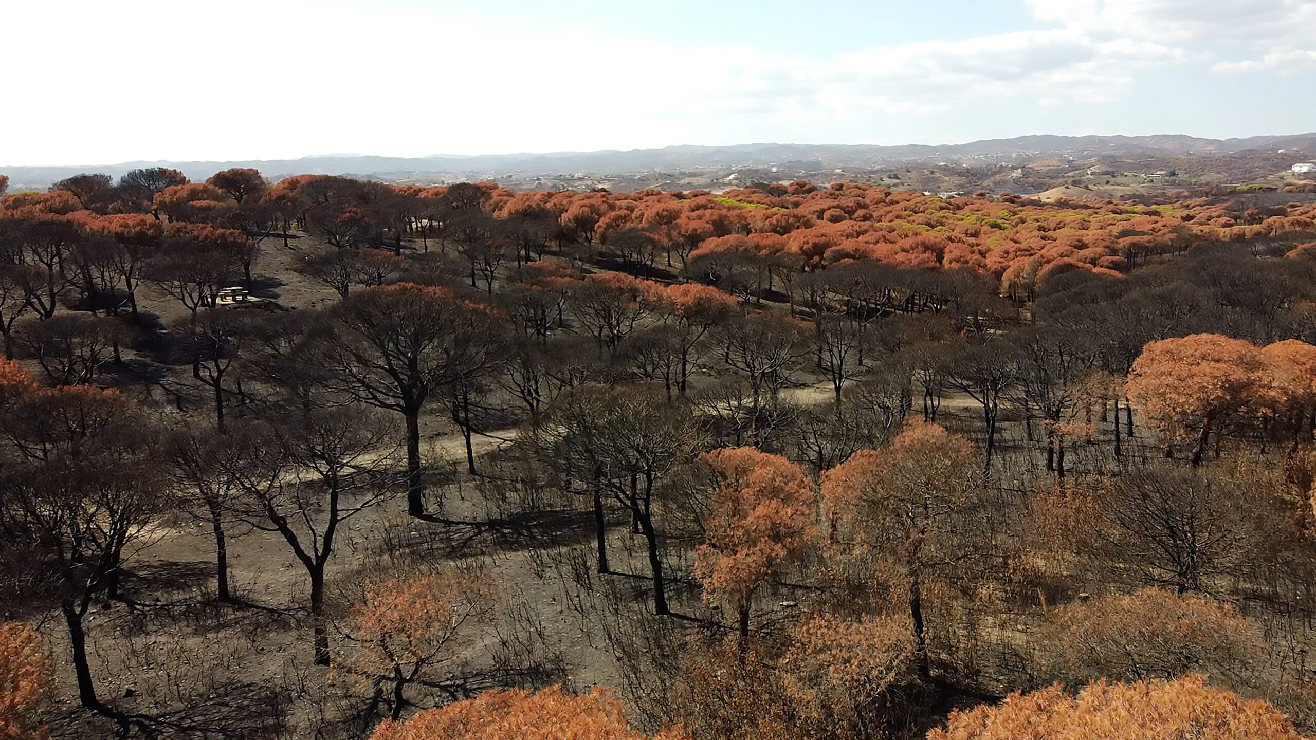 Sul Informação - “Deixa Arder” dá voz a quem em 2021 viveu os incêndios do sotavento algarvio