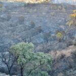 Sul Informação - Portimão: Incêndio com duas frentes no Rasmalho já está controlado (com fotos)