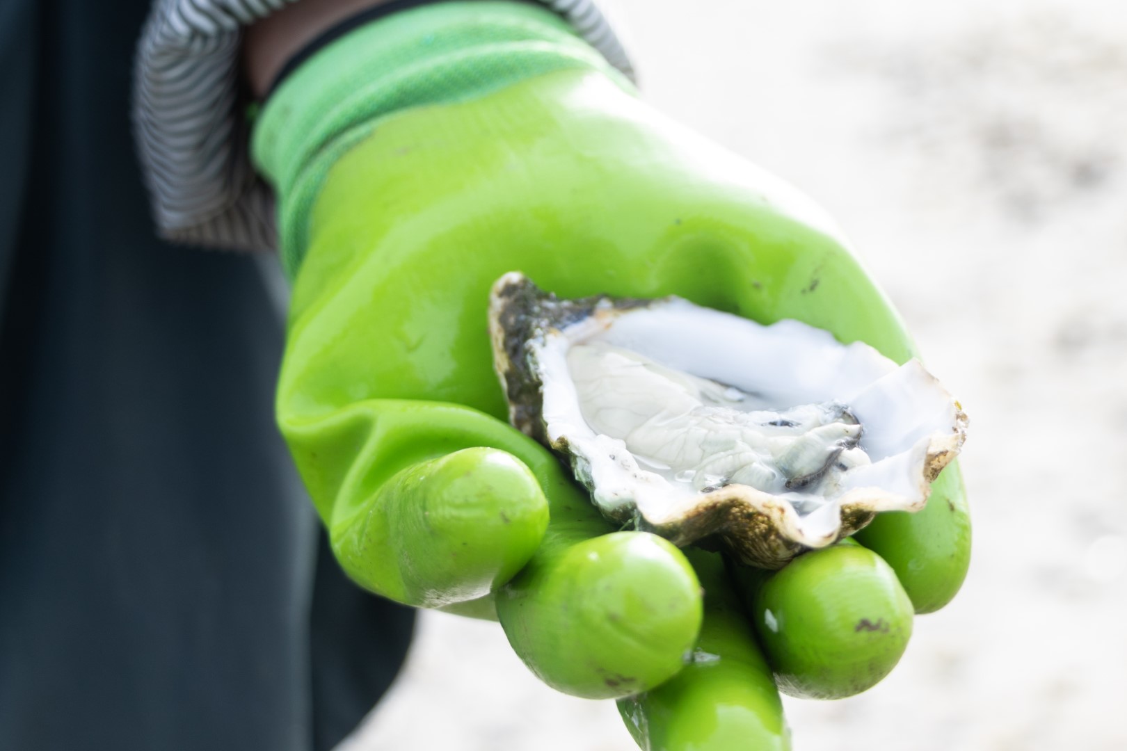 Sul Informação - Cada vez se produz mais ostras e menos amêijoas na Ria Formosa