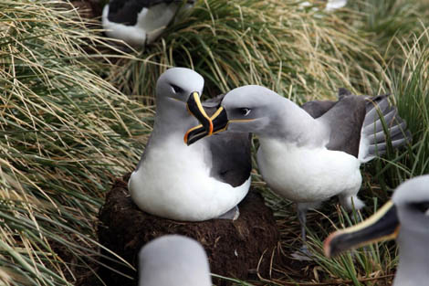 Sul Informação - Investigador português descobre ameaças para a sobrevivência de albatrozes na Antártica