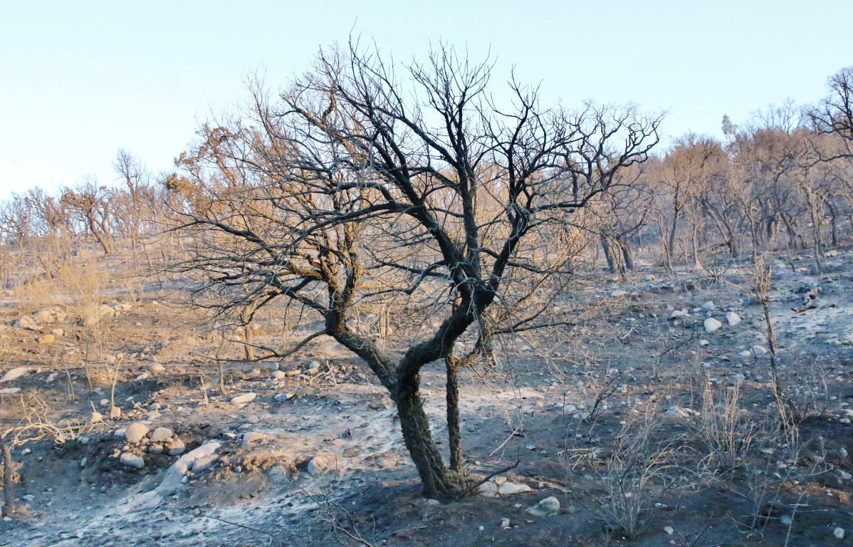 Sul Informação - Hotel do Grupo Pestana e várias localidades de Portimão evacuadas devido ao incêndio