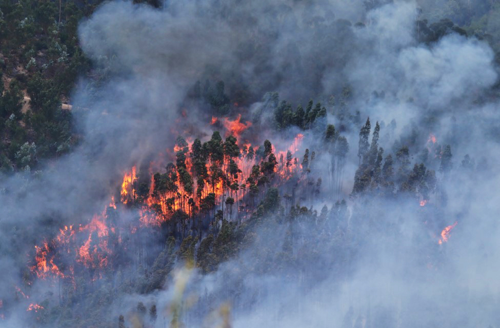 Sul Informação - Incêndios: Agosto é já o mês com mais área ardida em 2024 e duplicou face a Julho