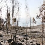 Sul Informação - «Próximas horas vão ser fundamentais» para controlar de vez incêndio de Monchique (com fotos)
