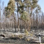 Sul Informação - «Próximas horas vão ser fundamentais» para controlar de vez incêndio de Monchique (com fotos)