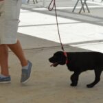 Sul Informação - Cães parecidos com os donos e muita coisa para ver e comprar na International Algarve Fair em Lagoa [fotogaleria]