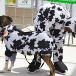 Sul Informação - Cães parecidos com os donos e muita coisa para ver e comprar na International Algarve Fair em Lagoa [fotogaleria]