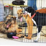 Sul Informação - Cães parecidos com os donos e muita coisa para ver e comprar na International Algarve Fair em Lagoa [fotogaleria]