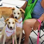 Sul Informação - Cães parecidos com os donos e muita coisa para ver e comprar na International Algarve Fair em Lagoa [fotogaleria]