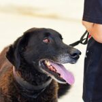 Sul Informação - Cães parecidos com os donos e muita coisa para ver e comprar na International Algarve Fair em Lagoa [fotogaleria]