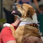 Sul Informação - Cães parecidos com os donos e muita coisa para ver e comprar na International Algarve Fair em Lagoa [fotogaleria]