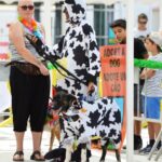 Sul Informação - Cães parecidos com os donos e muita coisa para ver e comprar na International Algarve Fair em Lagoa [fotogaleria]