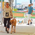 Sul Informação - Cães parecidos com os donos e muita coisa para ver e comprar na International Algarve Fair em Lagoa [fotogaleria]