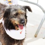 Sul Informação - Cães parecidos com os donos e muita coisa para ver e comprar na International Algarve Fair em Lagoa [fotogaleria]