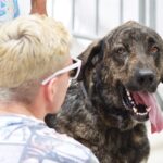 Sul Informação - Cães parecidos com os donos e muita coisa para ver e comprar na International Algarve Fair em Lagoa [fotogaleria]