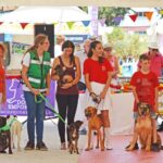 Sul Informação - Cães parecidos com os donos e muita coisa para ver e comprar na International Algarve Fair em Lagoa [fotogaleria]