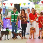 Sul Informação - Cães parecidos com os donos e muita coisa para ver e comprar na International Algarve Fair em Lagoa [fotogaleria]