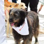 Sul Informação - Cães parecidos com os donos e muita coisa para ver e comprar na International Algarve Fair em Lagoa [fotogaleria]