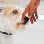 Sul Informação - Cães parecidos com os donos e muita coisa para ver e comprar na International Algarve Fair em Lagoa [fotogaleria]