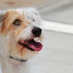 Sul Informação - Cães parecidos com os donos e muita coisa para ver e comprar na International Algarve Fair em Lagoa [fotogaleria]