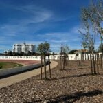 Sul Informação - Loulé planta 197 árvores para evitar «ilha de calor urbano» à volta do Estádio Municipal