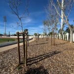 Sul Informação - Loulé planta 197 árvores para evitar «ilha de calor urbano» à volta do Estádio Municipal