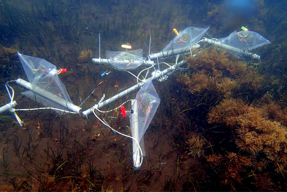 Sul Informação - Erva marinha ajuda investigadores do CCMar a perceber melhor acidificação dos oceanos