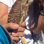 Sul Informação - Falcão-peneireiro já voa em liberdade na Ria de Alvor
