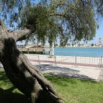 Sul Informação - Portimão abate árvores «em risco de queda iminente» no Jardim Visconde Bivar