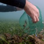 Sul Informação - Santuários e ciência ajudam população de cavalos-marinhos da Ria Formosa a crescer