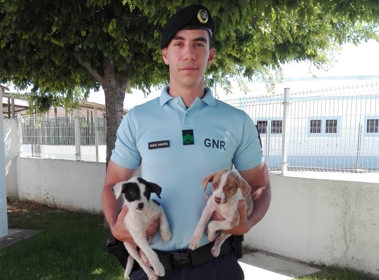 Sul Informação - GNR de Lagoa salva cachorros abandonados em canal de água
