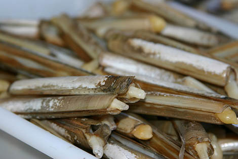 Sul Informação - Regata e carros clássicos marcam fim de semana no Algarve…mas há mais