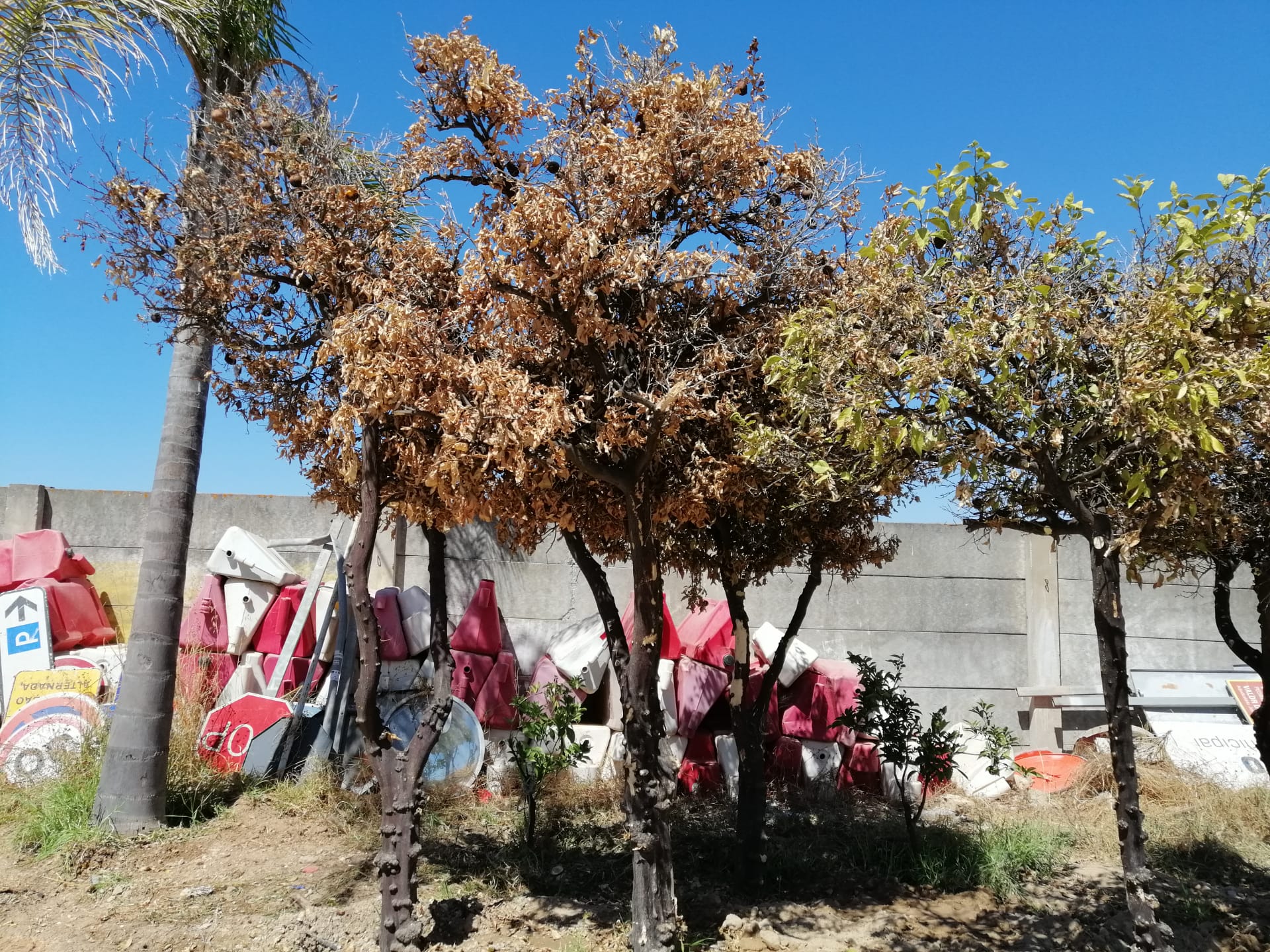 Sul Informação - Glocal Faro descobriu as laranjeiras da Sé «no meio de sobrantes de obras»