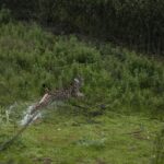 Sul Informação - Dois linces “algarvios” foram libertados em Mértola [com fotos]