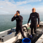 Sul Informação - Santuários e ciência ajudam população de cavalos-marinhos da Ria Formosa a crescer