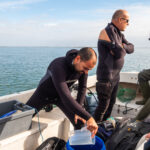 Sul Informação - Santuários e ciência ajudam população de cavalos-marinhos da Ria Formosa a crescer