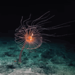 Sul Informação - “Scianema – Mostra o Oceano” regressa a Faro para a 7ª edição